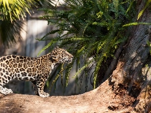 fern, trees, young, River, Leopards