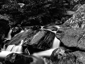 Stones, fern, stream