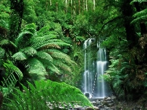 Tropical, fern, waterfall
