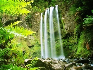waterfall, fern, Rocks