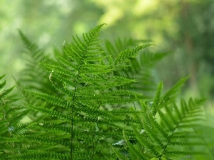 fern