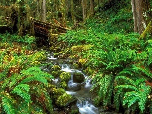 trees, Ferns, stream, Green, thicket, forest, narrow