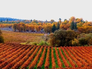 field, autumn