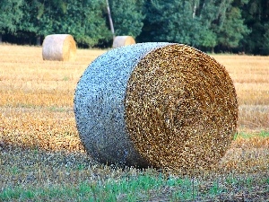 field, an, Bele, hay