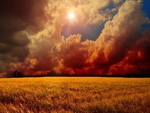 field, clouds, west, cereals, sun