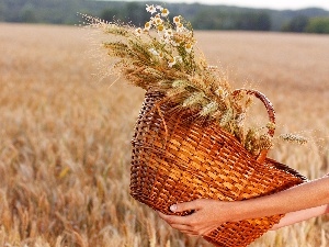 Field, basket, chamomile, corn