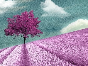 Field, trees, clouds, Narrow-Leaf Lavender, Pink