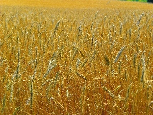 Field, gold