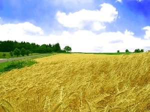 Field, cereals, Golden, Lany