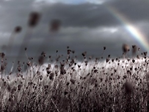 Field, poppy, Great Rainbows