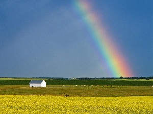 Field, rape, Great Rainbows
