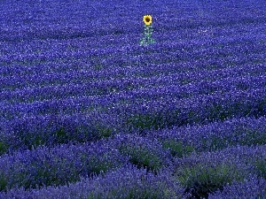 Narrow-Leaf Lavender, Field