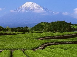 field, mountains