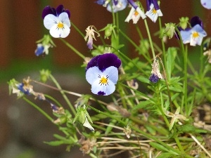 field, pansy