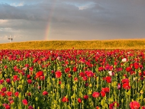 field, Great Rainbows, papavers