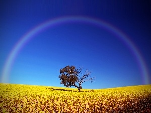 Field, Great Rainbows, trees