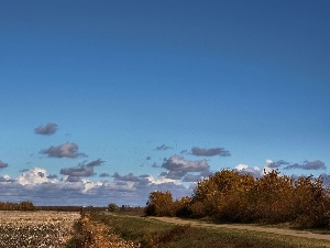 Field, viewes, Way, trees