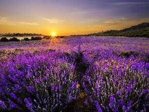 Field, lavender, west, sun