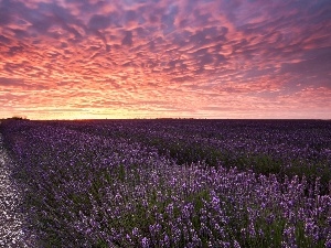 field, lavender, west, sun
