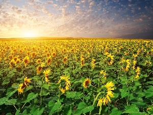 field, Nice sunflowers, west, sun