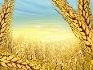 Field, cereals, wheat, Ears