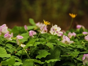 fig buttercup, Yellow, Pink, Anemones