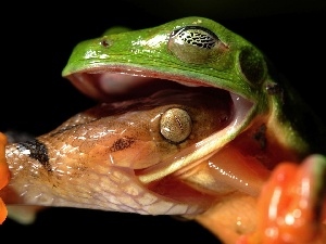 Fight, Snake, Green, strange frog