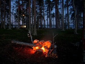 fire, forest