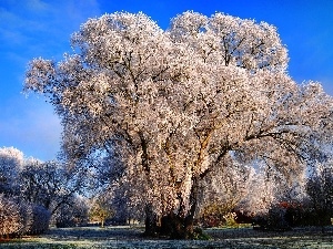 first, viewes, Park, White frost, trees