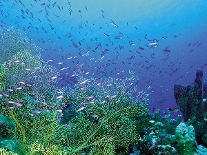 coral, fish, reef