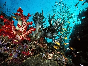 fish, coral, depths, reef