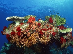 fishes, water, reef, coral