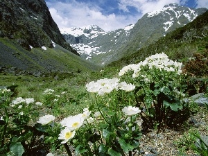 Fjordland National Park, Mountains, glaucoma, alpine