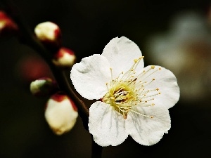 flakes, Buds, Colourfull Flowers