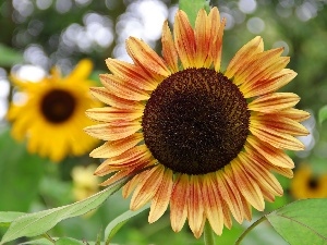 decorated, flakes, Sunflower