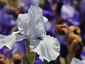 flakes, White, Colourfull Flowers, iris