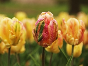 frayed, flakes, Tulips