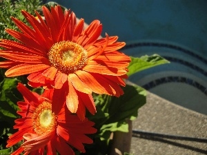 gerberas, flakes, Orange