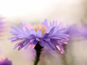 flakes, Colourfull Flowers, lilac, Aster