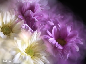 Margaretki, flakes, Flowers