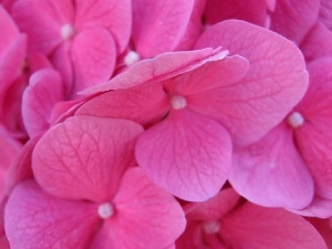 Pink, flakes, hydrangea