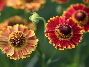 flakes, Yellow, Flowers, Helenium, Red