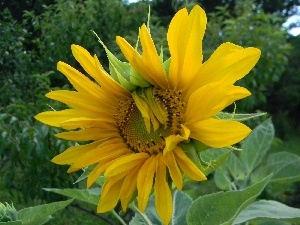 Yellow, flakes, Sunflower