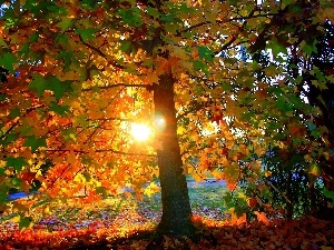 Leaf, flash, sun, trees, luminosity, Przebijaj?ce, ligh
