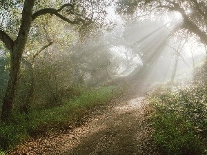 Przebijaj?ce, flash, sun, Path, luminosity, forest, ligh