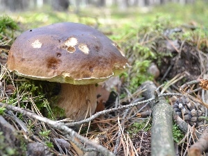 fleece, forester, Boletus edulis