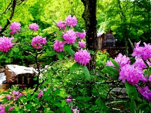 flourishing, water, stream, forest, Rhododendrons, Windmill