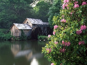 flower, trees, viewes, Windmill, Bush, water