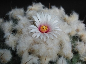 Flower, Cactus