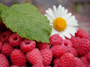 leaves, Flower, raspberries